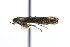  ( - LACMENT326794)  @13 [ ] Copyright (2016) Jean-Francois Landry Canadian National Collection of Insects