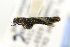  ( - LACMENT326965)  @13 [ ] Copyright (2016) Jean-Francois Landry Canadian National Collection of Insects