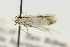  (Ephysteris fontosus - LACMENT329194)  @11 [ ] Copyright (2015) Jean-Francois Landry Canadian National Collection of Insects