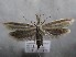  ( - MM26135)  @11 [ ] Copyright (2018) Jean-Francois Landry Canadian National Collection of Insects