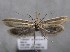  ( - MM26136)  @11 [ ] Copyright (2018) Jean-Francois Landry Canadian National Collection of Insects