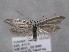  ( - MM26140)  @11 [ ] Copyright (2018) Jean-Francois Landry Canadian National Collection of Insects