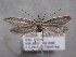  ( - MM26141)  @11 [ ] Copyright (2018) Jean-Francois Landry Canadian National Collection of Insects