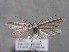  ( - MM26142)  @11 [ ] Copyright (2018) Jean-Francois Landry Canadian National Collection of Insects