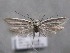  ( - MM26143)  @11 [ ] Copyright (2018) Jean-Francois Landry Canadian National Collection of Insects