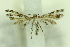 ( - PTERO1401)  @13 [ ] Copyright (2018) Jean-Francois Landry Canadian National Collection of Insects