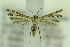  ( - PTERO1404)  @13 [ ] Copyright (2018) Jean-Francois Landry Canadian National Collection of Insects