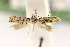  ( - USNMENT00910174)  @11 [ ] Copyright (2015) Jean-Francois Landry Canadian National Collection of Insects