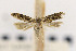  ( - USNMENT00910175)  @11 [ ] Copyright (2015) Jean-Francois Landry Canadian National Collection of Insects
