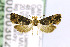  ( - CNCLEP00003021)  @13 [ ] CreativeCommons - Attribution Non-Commercial Share-Alike (2016) Jean-Francois Landry Canadian National Collection