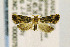  ( - CNCLEP00007545)  @13 [ ] CreativeCommons - Attribution Non-Commercial Share-Alike (2016) Jean-Francois Landry Canadian National Collection