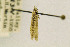  (Gnorimoschema VNG090 - CNCLEP00084726)  @11 [ ] CreativeCommons - Attribution Non-Commercial Share-Alike (2016) Jean-Francois Landry Canadian National Collection