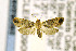  ( - CNCLEP00090533)  @13 [ ] CreativeCommons - Attribution Non-Commercial Share-Alike (2016) Jean-Francois Landry Canadian National Collection