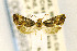  ( - CNCLEP00099693)  @13 [ ] CreativeCommons - Attribution Non-Commercial Share-Alike (2016) Jean-Francois Landry Canadian National Collection