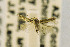  ( - CNCLEP00115234)  @12 [ ] CreativeCommons - Attribution Non-Commercial Share-Alike (2016) Jean-Francois Landry Canadian National Collection