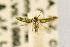  ( - CNCLEP00115235)  @12 [ ] CreativeCommons - Attribution Non-Commercial Share-Alike (2016) Jean-Francois Landry Canadian National Collection