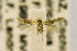  ( - CNCLEP00115237)  @12 [ ] CreativeCommons - Attribution Non-Commercial Share-Alike (2016) Jean-Francois Landry Canadian National Collection