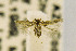  ( - CNCLEP00115238)  @12 [ ] CreativeCommons - Attribution Non-Commercial Share-Alike (2016) Jean-Francois Landry Canadian National Collection