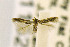  ( - CNCLEP00115240)  @12 [ ] CreativeCommons - Attribution Non-Commercial Share-Alike (2016) Jean-Francois Landry Canadian National Collection