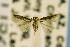  ( - CNCLEP00115241)  @12 [ ] CreativeCommons - Attribution Non-Commercial Share-Alike (2016) Jean-Francois Landry Canadian National Collection
