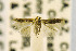  ( - CNCLEP00115242)  @12 [ ] CreativeCommons - Attribution Non-Commercial Share-Alike (2016) Jean-Francois Landry Canadian National Collection
