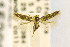  ( - CNCLEP00115299)  @12 [ ] CreativeCommons - Attribution Non-Commercial Share-Alike (2016) Jean-Francois Landry Canadian National Collection