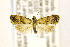  ( - CNCLEP00121399)  @13 [ ] CreativeCommons - Attribution Non-Commercial Share-Alike (2016) Jean-Francois Landry Canadian National Collection