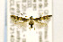  ( - CNCLEP00121405)  @14 [ ] CreativeCommons - Attribution Non-Commercial Share-Alike (2016) Jean-Francois Landry Canadian National Collection