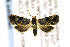  ( - CNCLEP00141696)  @14 [ ] CreativeCommons - Attribution Non-Commercial Share-Alike (2016) Jean-Francois Landry Canadian National Collection