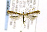 ( - CNCLEP00141786)  @11 [ ] CreativeCommons - Attribution Non-Commercial Share-Alike (2016) Jean-Francois Landry Canadian National Collection