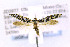  ( - CNCLEP00143887)  @13 [ ] CreativeCommons - Attribution Non-Commercial Share-Alike (2016) Jean-Francois Landry Canadian National Collection