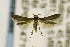  ( - CNCLEP00147155)  @13 [ ] CreativeCommons - Attribution Non-Commercial Share-Alike (2016) Jean-Francois Landry Canadian National Collection