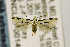  ( - CNCLEP00147178)  @14 [ ] CreativeCommons - Attribution Non-Commercial Share-Alike (2016) Jean-Francois Landry Canadian National Collection