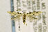  ( - CNCLEP00147179)  @14 [ ] CreativeCommons - Attribution Non-Commercial Share-Alike (2016) Jean-Francois Landry Canadian National Collection