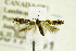  ( - CNCLEP00174851)  @12 [ ] CreativeCommons - Attribution Non-Commercial Share-Alike (2017) Jean-Francois Landry Canadian National Collection