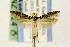  ( - EMEC408246.1)  @14 [ ] CreativeCommons - Attribution Non-Commercial Share-Alike (2016) Jean-Francois Landry Canadian National Collection