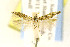  ( - EMEC408249)  @13 [ ] CreativeCommons - Attribution Non-Commercial Share-Alike (2016) Jean-Francois Landry Canadian National Collection