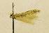  ( - EMEC408856)  @11 [ ] CreativeCommons - Attribution Non-Commercial Share-Alike (2016) Jean-Francois Landry Canadian National Collection