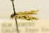  ( - LACMENT326748)  @11 [ ] CreativeCommons - Attribution Non-Commercial Share-Alike (2016) Jean-Francois Landry Canadian National Collection