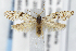  ( - AC008661)  @13 [ ] Unspecified (default): All Rights Reserved (2019) Jean-Francois Landry Canadian National Collection