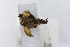 ( - CNCLEP00156381)  @11 [ ] Unspecified (default): All Rights Reserved (2019) Jean-Francois Landry Canadian National Collection