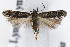 (Scrobipalpa scutellariaeella - CNCLEP00175978)  @11 [ ] Unspecified (default): All Rights Reserved (2019) Jean-Francois Landry Canadian National Collection