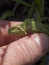  ( - CNCLEP00318749)  @11 [ ] CreativeCommons - Attribution Share-Alike (2024) David Holden Canadian National Collection of Insects, Arachnids and Nematodes