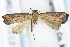  ( - UF-FLMNH-MGCL-1112754)  @11 [ ] Unspecified (default): All Rights Reserved (2020) Jean-Francois Landry Canadian National Collection