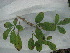  (Vitex megapotamica - IIBCE20)  @11 [ ] CreativeCommons - Attribution Share-Alike (2018) Unspecified Instituto de Investigaciones Biologicas Clemente Estable