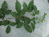  ( - IIBCE08)  @11 [ ] CreativeCommons - Attribution Share-Alike (2018) Natalia Manisse Museo y JardÃ­n BotÃ¡nico Prof. Atilio Lombardo
