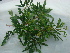  (Lithraea brasiliensis - IIBCE18)  @11 [ ] CreativeCommons - Attribution Share-Alike (2024) Unspecified Universidad de la Republica, Facultad de Agronomia, Bernardo Rosengurtt Herbarium