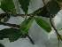  ( - IIBCE21)  @11 [ ] CreativeCommons - Attribution Share-Alike (2024) Unspecified Museo y Jardin Botanico Prof. Atilio Lombardo