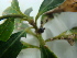  ( - IIBCE21)  @11 [ ] CreativeCommons - Attribution Share-Alike (2024) Unspecified Museo y Jardin Botanico Prof. Atilio Lombardo