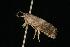  ( - 05-NBSTA-388)  @12 [ ] CreativeCommons - Attribution (2010) Unspecified Centre for Biodiversity Genomics